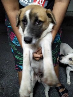 Milo Susu - Mixed Breed Dog