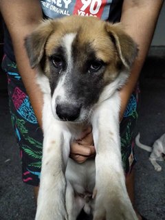 Milo Susu - Mixed Breed Dog