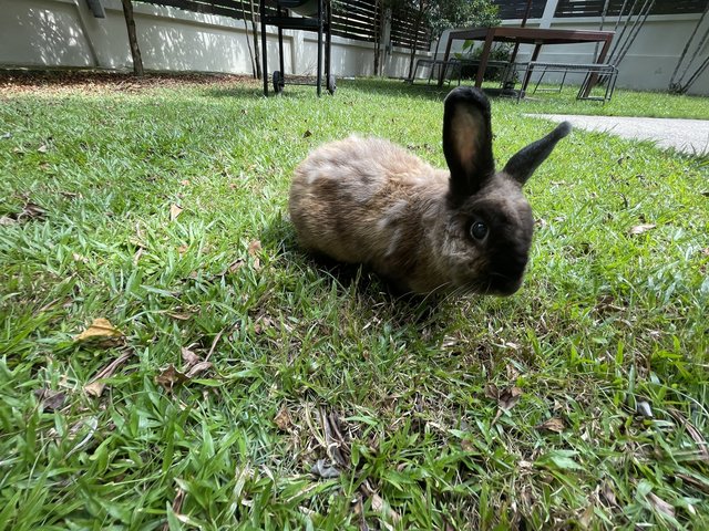 Bimbap - American Sable Rabbit