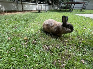 Bimbap - American Sable Rabbit