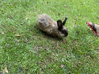 Bimbap - American Sable Rabbit