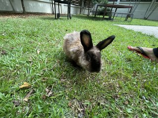 Bimbap - American Sable Rabbit