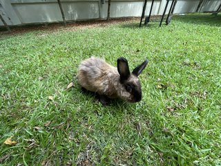 Bimbap - American Sable Rabbit