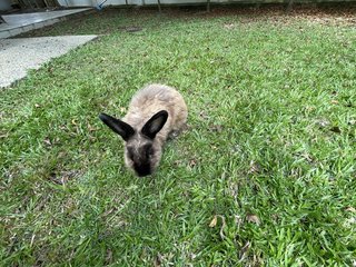 Bimbap - American Sable Rabbit