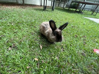 Bimbap - American Sable Rabbit