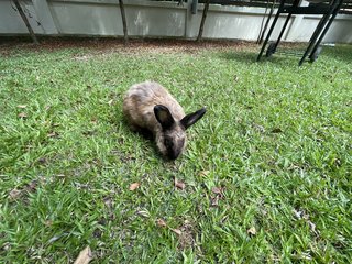 Bimbap - American Sable Rabbit