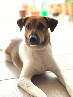 Jimmy  - Mixed Breed Dog