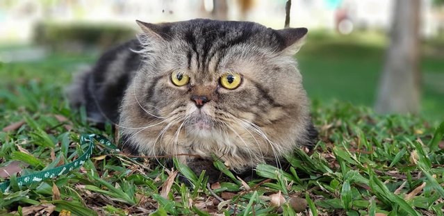 Boy - Maine Coon + Persian Cat