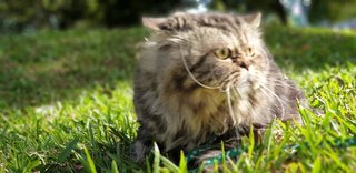 Boy - Maine Coon + Persian Cat