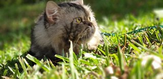 Boy - Maine Coon + Persian Cat