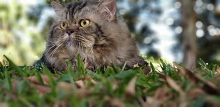 Boy - Maine Coon + Persian Cat