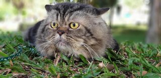 Boy - Maine Coon + Persian Cat