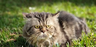 Boy - Maine Coon + Persian Cat