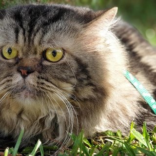 Boy - Maine Coon + Persian Cat