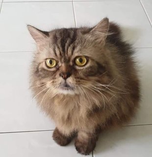 Boy - Maine Coon + Persian Cat