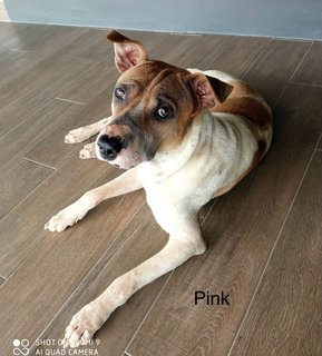 Gegel, Teh &amp; Pink - Mixed Breed Dog