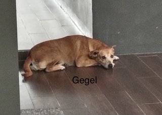 Gegel, Teh &amp; Pink - Mixed Breed Dog