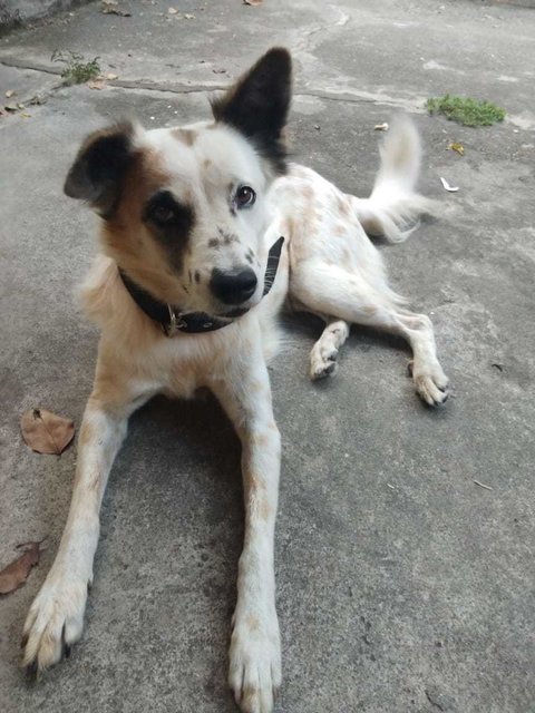 Doggo - Mixed Breed Dog