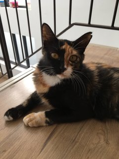 Callie  - Domestic Medium Hair Cat