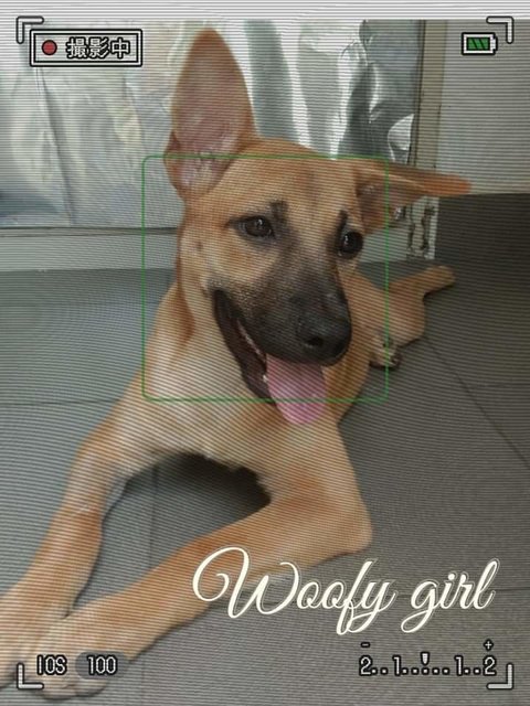 Woofy Girl - Mixed Breed Dog