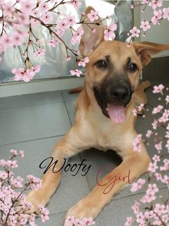 Woofy Girl - Mixed Breed Dog