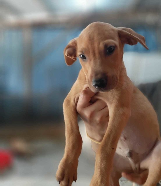 Leo - German Pinscher Mix Dog