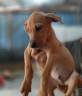 Leo - German Pinscher Mix Dog