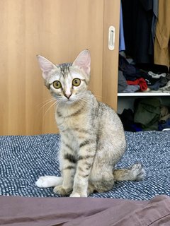 Aeda - Domestic Short Hair Cat