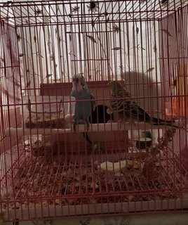 Male &amp; Female Budgie +cage +wooden Nest  - Budgie/Budgerigar Bird