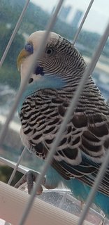 Male &amp; Female Budgie +cage +wooden Nest  - Budgie/Budgerigar Bird