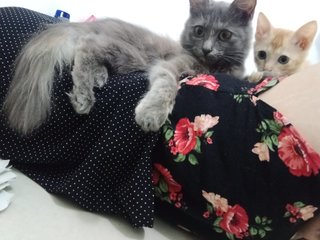 Fluffy And Simba - Domestic Medium Hair + Domestic Short Hair Cat