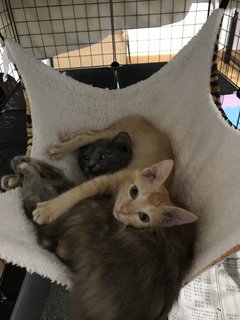 Fluffy And Simba - Domestic Medium Hair + Domestic Short Hair Cat