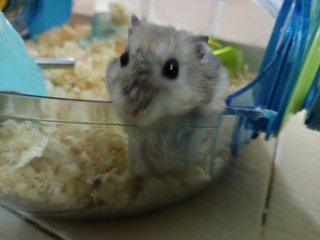 Josh - Short Dwarf Hamster Hamster