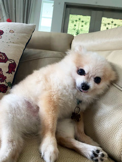 Broo - Pomeranian + Chihuahua Dog