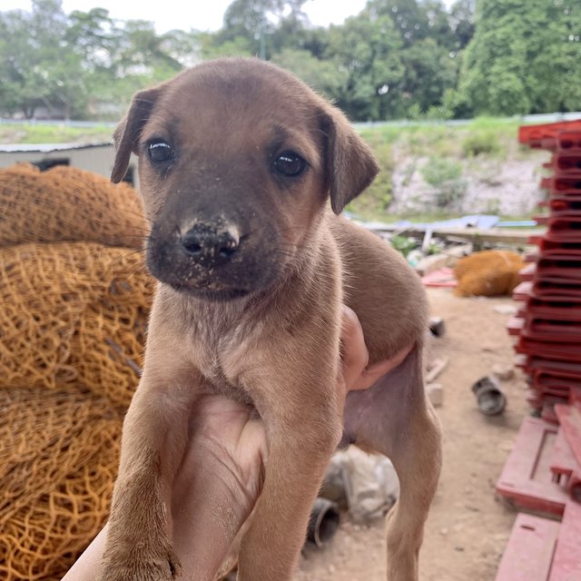 3 Brownies - Mixed Breed Dog