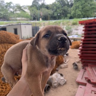 3 Brownies - Mixed Breed Dog