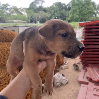 3 Brownies - Mixed Breed Dog