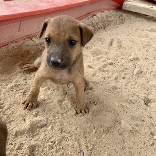 3 Brownies - Mixed Breed Dog