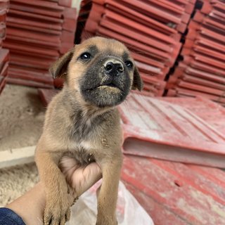 3 Brownies - Mixed Breed Dog