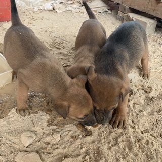 3 Brownies - Mixed Breed Dog