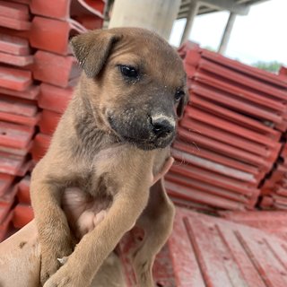 3 Brownies - Mixed Breed Dog