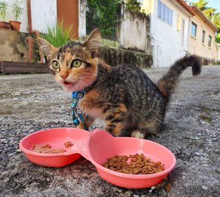 Squidball - Domestic Short Hair Cat