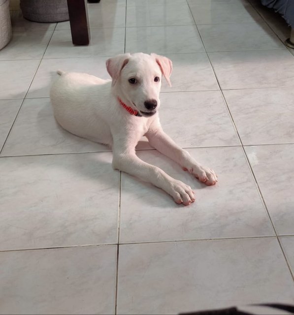 Linen Boy - Mixed Breed Dog