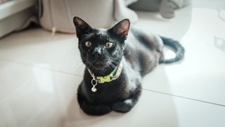 Dobby - Domestic Short Hair Cat