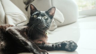 Dobby - Domestic Short Hair Cat