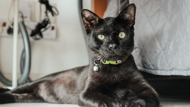 Dobby - Domestic Short Hair Cat