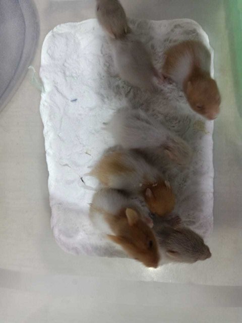 23 Days Old Hammies - Syrian / Golden Hamster Hamster