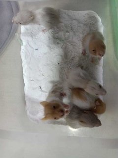 23 Days Old Hammies - Syrian / Golden Hamster Hamster