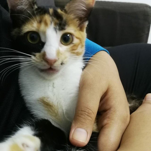 Adik - Calico + Domestic Short Hair Cat