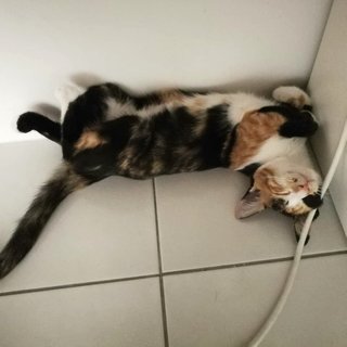 Adik - Calico + Domestic Short Hair Cat